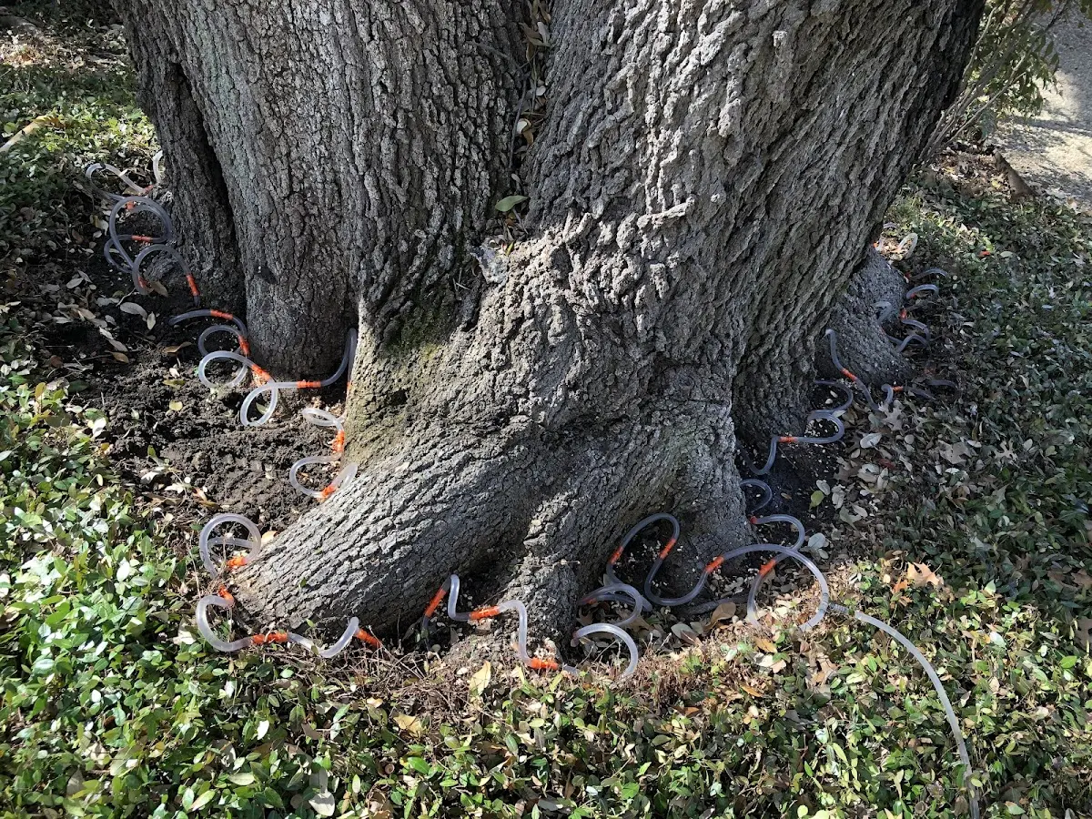 Detailed Tree Cabling and Bracing job site in Kerrick