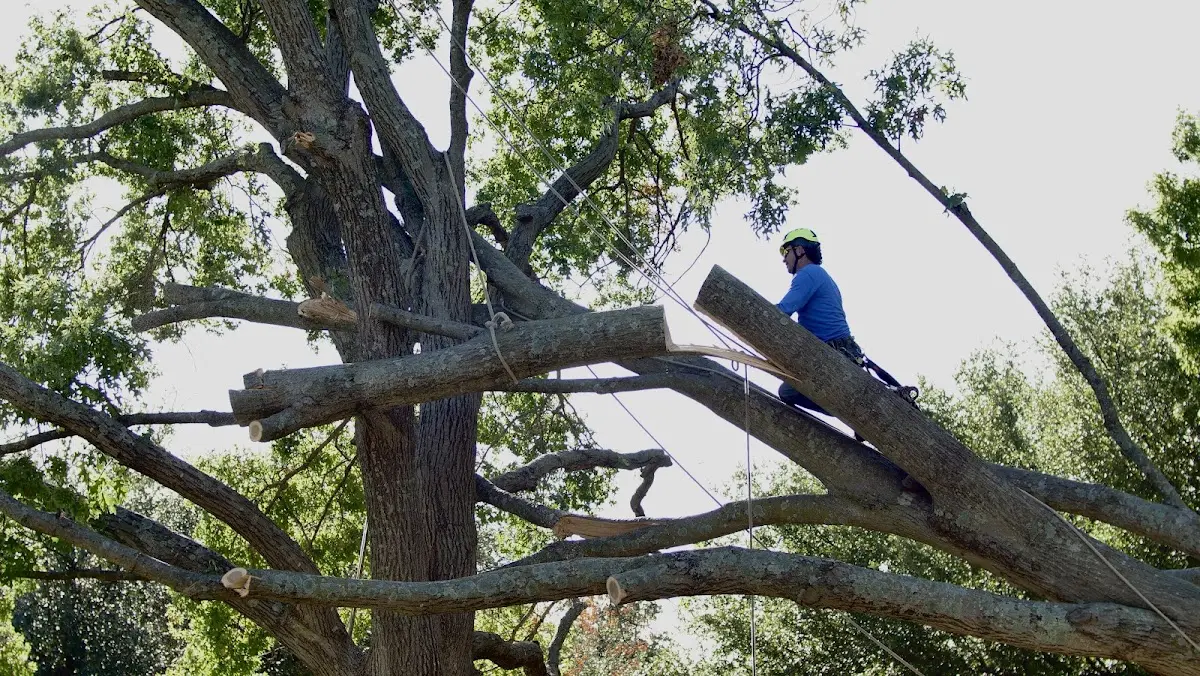 Professional Crown Thinning performed by certified arborists in Kerrick