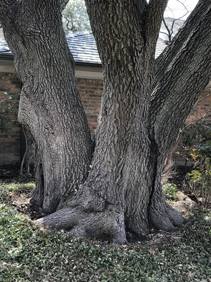 Mature heritage tree close to a Kerrick property cared for by certified arborists